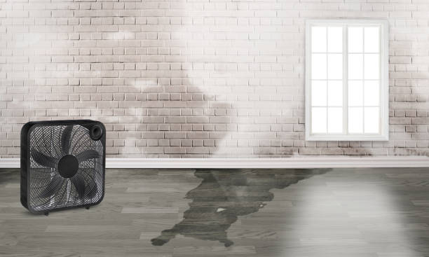 Best Professional water damage repair  in Bowleys Quarters, MD